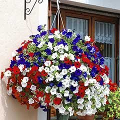 Surfinia Patriotic Hanging Mix 150 Petunia Seeds Upc 643451296075
