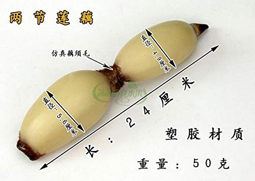 Bingo Point Decoration Crafts Figurines Miniatures 24CM Simulation Plastic Lotus Root Fake Vegetables Model Decoration Props 2pcs/lot