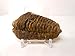Genuine Huge Calymene Trilobite Fossil from The Anti-Atlas Region of Morocco, N.Africa with Free Acrylic Display Stand, Fact Sheet & COA Bundle
