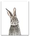 Baby Nursery Wall Decor Prints- Set of 2 UNFRAMED Wall Print 8x10 Baby Bunny Front and Back Photographic Print