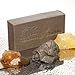 Dead Sea Mud Soap Bar 100% Natural & Organic Gourmet Ingredients Essential Oils & Leatherwood Honey | No Synthetic Chemicals | Deep Cleansing | Handmade in Tasmania Australia