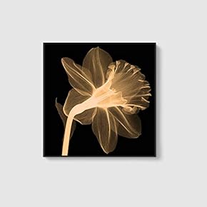 Framed Canvas Home Artwork Decoration Beautiful Flower Canvas Wall Art for Living Room, Bedroom - 16x16 inches
