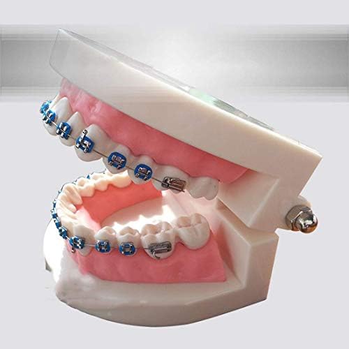 ホームアクセサリー教育モデル歯科歯モデル歯科材料教育支援歯科矯正矯正モデル教育