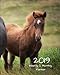 2019 Weekly and Monthly Planner: Brown Horse Daily Organizer -To Do -Calendar in Review/Monthly Calendar with U.S. Holidays-Notes Volume 37 by All In A Day