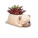 Cuteforyou Succulent Pots,Cute Dog Shaped Flower Planters, Pencil Holders,Desk Accessories, Makeup Brush Storage Stand,Kitchen Utensils & Gadgets -Plants Not in Included (Pug)