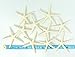 Starfish Decor - Star Fish for Craft - 10pk Real 2-3