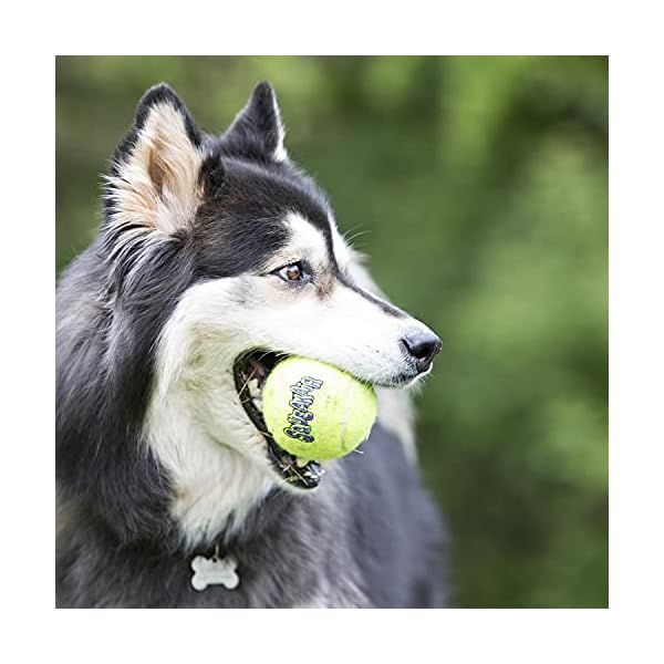 KONG - Toy Premium Squeak Tennis Balls, Gentle on Teeth - For Medium Dogs (6 Pack)
