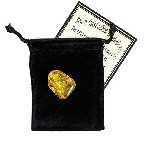 2 Fossilized+Beverly+Oaks+Certificate+Authenticity