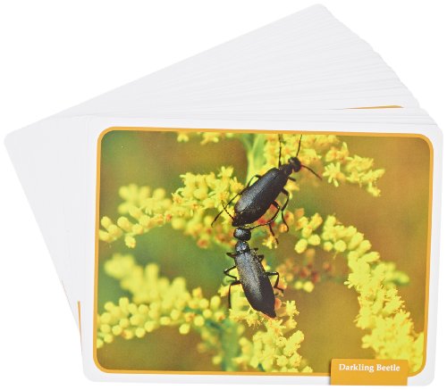Edupress 32 Piece Reading Comprehension Science Cards Set with Insect Theme