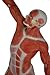 Wellden Anatomical Human Muscular Figure Model, 1/4 Life Size, 18.5''