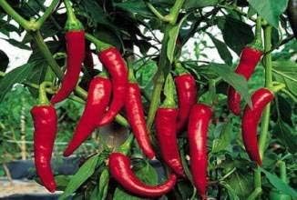 ANVIN Seeds Package:,Worlds Hottest Pepper Seeds, Worlds Hottest Pepper, Rare Chili Pepper Seeds,Plus Mysterious Gift