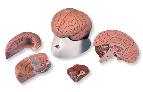 3b scientific classic brain, 4-part