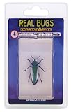 DeAgostini Real Bugs Kumbang Padang Jewel Beetle Bug