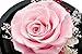 Dakotan Handmade Eternal Rose- Preserved Flower Rose,Forever Flower with Heart Shape Glass -Gift for Valentine's Day Mother's Day Christmas Anniversary Birthday Thanksgiving Girls（Pink）