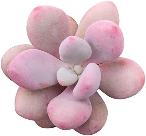 Moonstones Succulent Pink Moonstone Plant Pachyphytum Oviferum Rosette (2 inch)