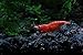 SoShrimp 10 Painted Fire Red Shrimp - Neocaridina davidi Live Freshwater Aquarium Shrimp - 1/2 to 1 inch Long