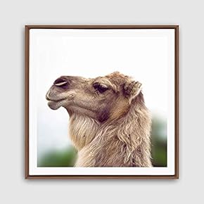 Framed Canvas Wall Art Alpaca Canvas Prints Home Artwork Decoration for Living Room,Bedroom - 16x16 inches