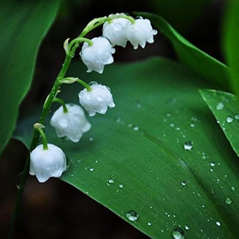 Amazon Co Jp バレーの花の球根 ベル蘭 豊かな香り 盆栽花 マルチカラー蘭のzlking 1リリー 3 ホーム キッチン
