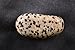Tumbled Dalmatian Jasper - Healing Stone, Metaphysical Healing, Chakra Stone