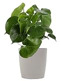 Costa Farms Split-Leaf Philodendron, Monstera deliciosa, Live Indoor Plant, 2 to 3-Feet Tall, Ships with Décor Planter, Fresh From Our Farm, Excellent Gift or Home Décor