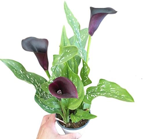 MelysUS 20 PCS Calla Lily Flower Seeds Peace Lily Spathiphyllum, Tabletop Plant, Garden Flower Bonsai Seeds Flowers