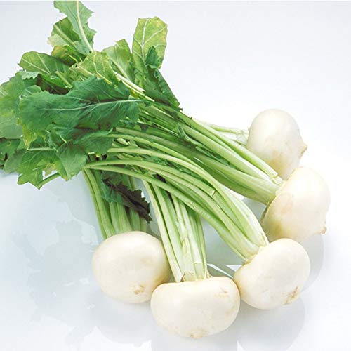Fruit Seeds Seed Vegetable Fruit Hot Sale White Cherry Belle Radish Fruits Vegetable Balcony Potted Plant Radish Non-GMO Vegetable 100PCS