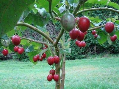 10 Seeds Solanum betaceum Tamarillo Fruit Tree by Tricathings