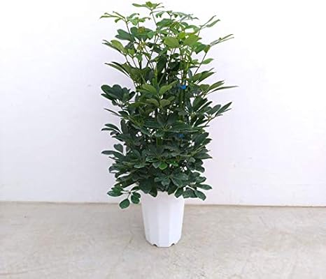 Amazon Co Jp ホンコンカポック 7号鉢植え シェフレラ とても丈夫 観葉植物 ホーム キッチン
