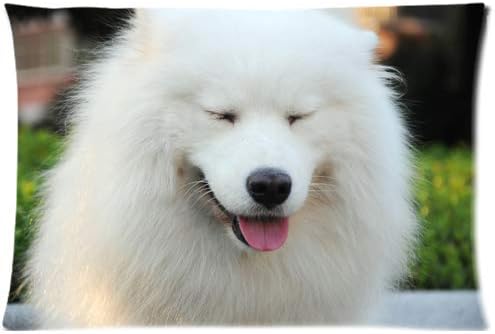 happy samoyed