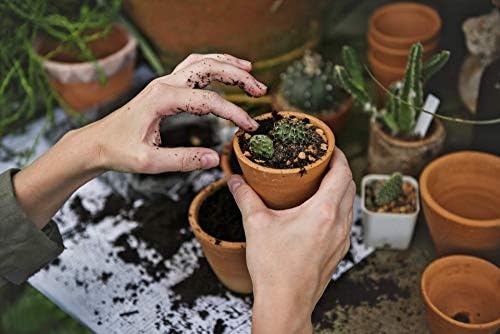 Soils 8 Litres Cactus Potting Compost - Specially Formulated for Cacti