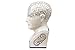 Urban Trends Ceramic Phrenology Head Bust, Small, Gloss White