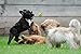 SCENEREAL Squeaky Tennis Balls for Dogs - 12Pcs/Set Toys for Small Dogs Pets Chasing Training¡­