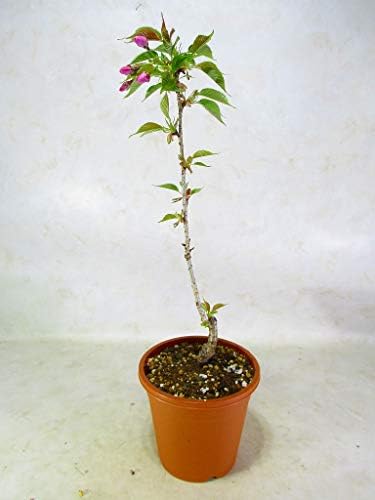 旭山桜 アサヒヤマサクラ 鉢植 全高 約40 50 5号茶丸プラ鉢 盆栽 サクラ 苗木 4月花終り 2月は花無し