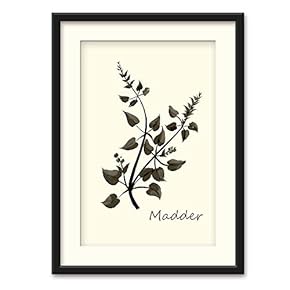 Herbs Theme Black Framed for Bedroom Livingroom