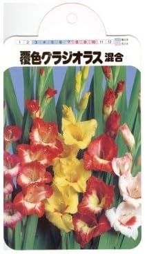 Amazon 春植え球根 グラジオラス 球入覆色 中球ミックス 球根