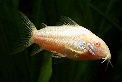 cory tropical fish