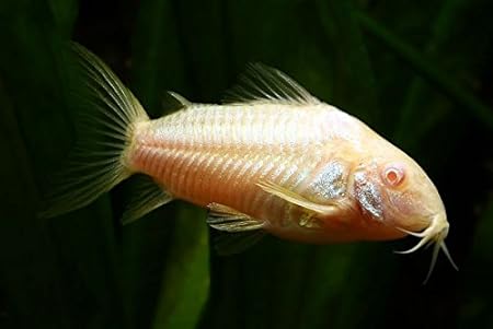 albino cory catfish care