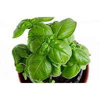 RDR Seeds 150 Sweet Basil Seeds- Genovese Basil, Genovese Ocimum Basilicum, Pesto Basil