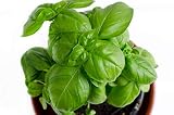 RDR Seeds 150 Sweet Basil Seeds- Genovese Basil, Genovese Ocimum Basilicum, Pesto Basil