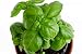 RDR Seeds 150 Sweet Basil Seeds- Genovese Basil, Genovese Ocimum Basilicum, Pesto Basil primary