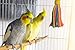Platinum Tweeter Weave Bird Toy – Perfect Cage Toy for Playing & Preening – Colorful, Safe, Cotton Rope – Great for Small to Medium Sized Birds – Fully Engaging Activity for Your Birdthumb 1