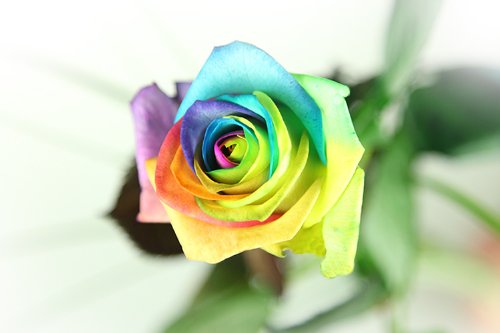 Regenbogen Rose - Basic - Bunte Rose – Bild 4