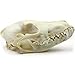 Taxidermy Animal Head | Real Coyote Skull 5-8