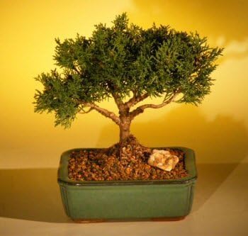 Bonsai Boy's Shimpaku Juniper Complete Starter Kit