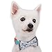 Blueberry Pet Gift Box with Pack of 2 Handmade Dog Cat Bow Tie, Go for Fun Designer Bowtie Set, 4