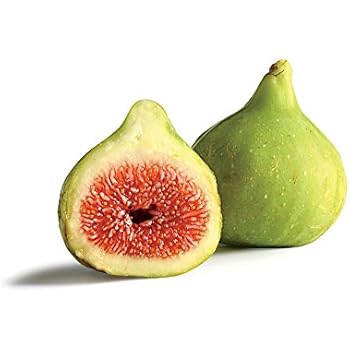 Ischia Edible Fig Plant - Ficus carica - Sweet - 4" Pot