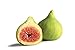 Ischia Edible Fig Plant - Ficus carica - Sweet - 4" Pot
