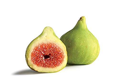 Ischia Edible Fig Plant - Ficus carica - Sweet - 4 Ischia Edible Fig Plant - Ficus carica - Sweet - 4