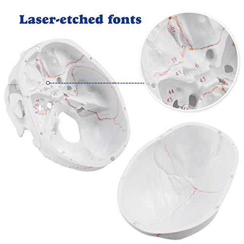 2 Anatomical+Removable+Instruction+Educational+Scientific
