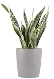 Costa Farms Premium Live Indoor Snake Plant, Sansevieria, 2-FT Floor Plant, Shipped Fresh From Farm in Cylinder Planter